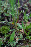 Threadleaf evening primrose